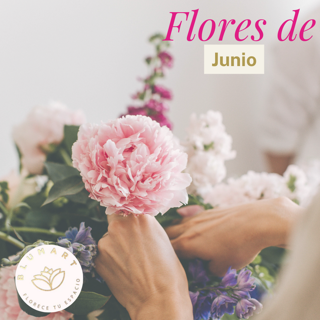 Flores de Junio 🌸