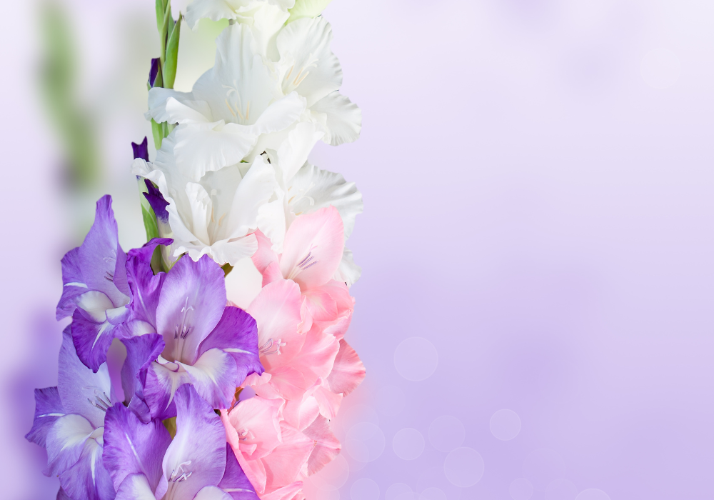 🌸¡𝗖𝗼𝗻𝗼𝗰𝗲 𝗹𝗮 𝗳𝗹𝗼𝗿 𝗱𝗲 𝗮𝗴𝗼𝘀𝘁𝗼🤩