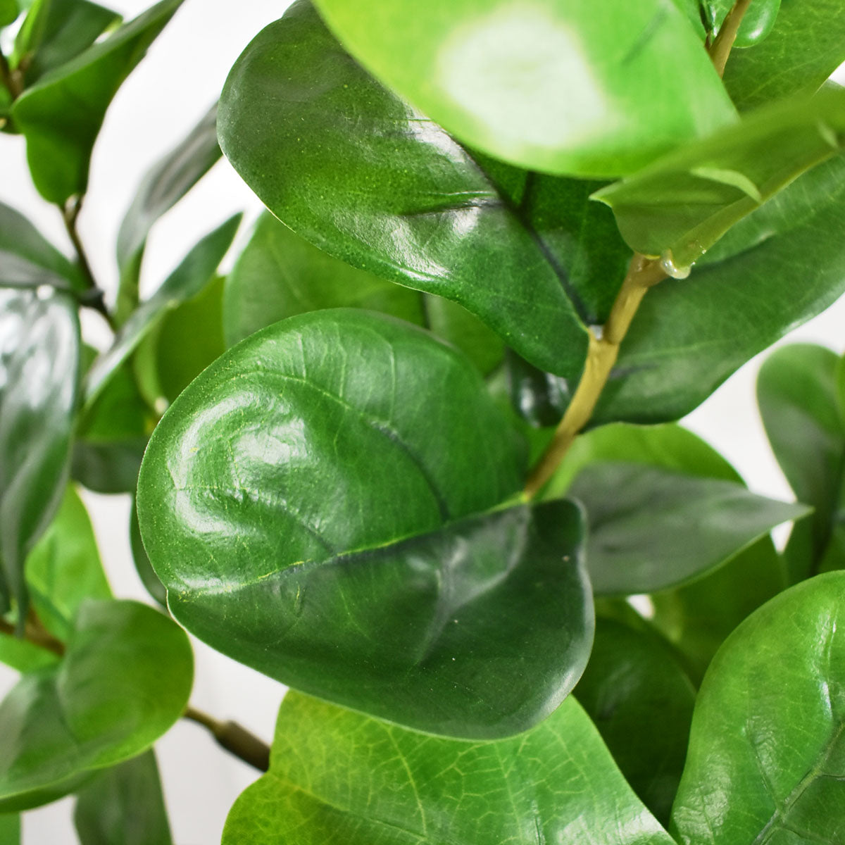 Paquete 3 Pz Planta ficus Pandurata o Higuera Artificial 60 cm J202204