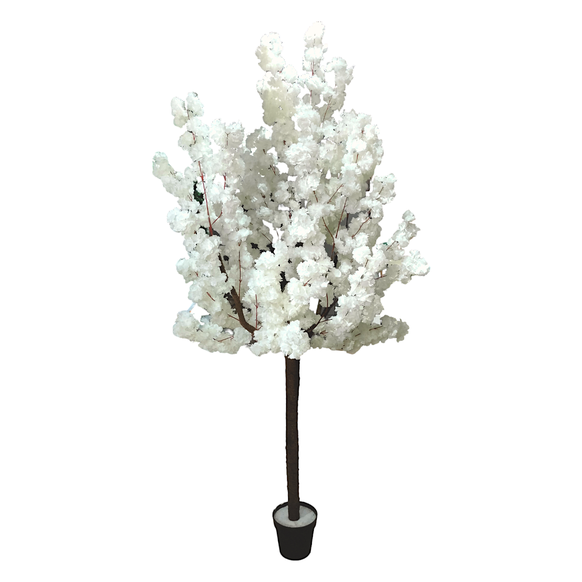 Árbol Flor de Cerezo Blanco 2.00 mts RMACGWH