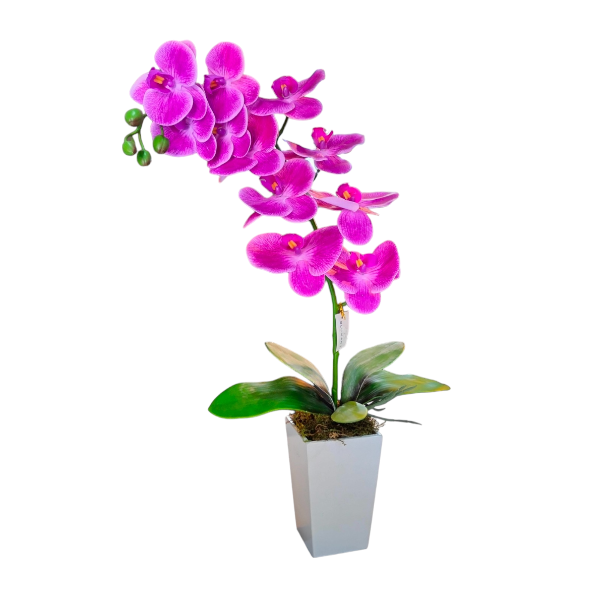 Arreglo Floral de Orquídeas Tacto Natural Magenta