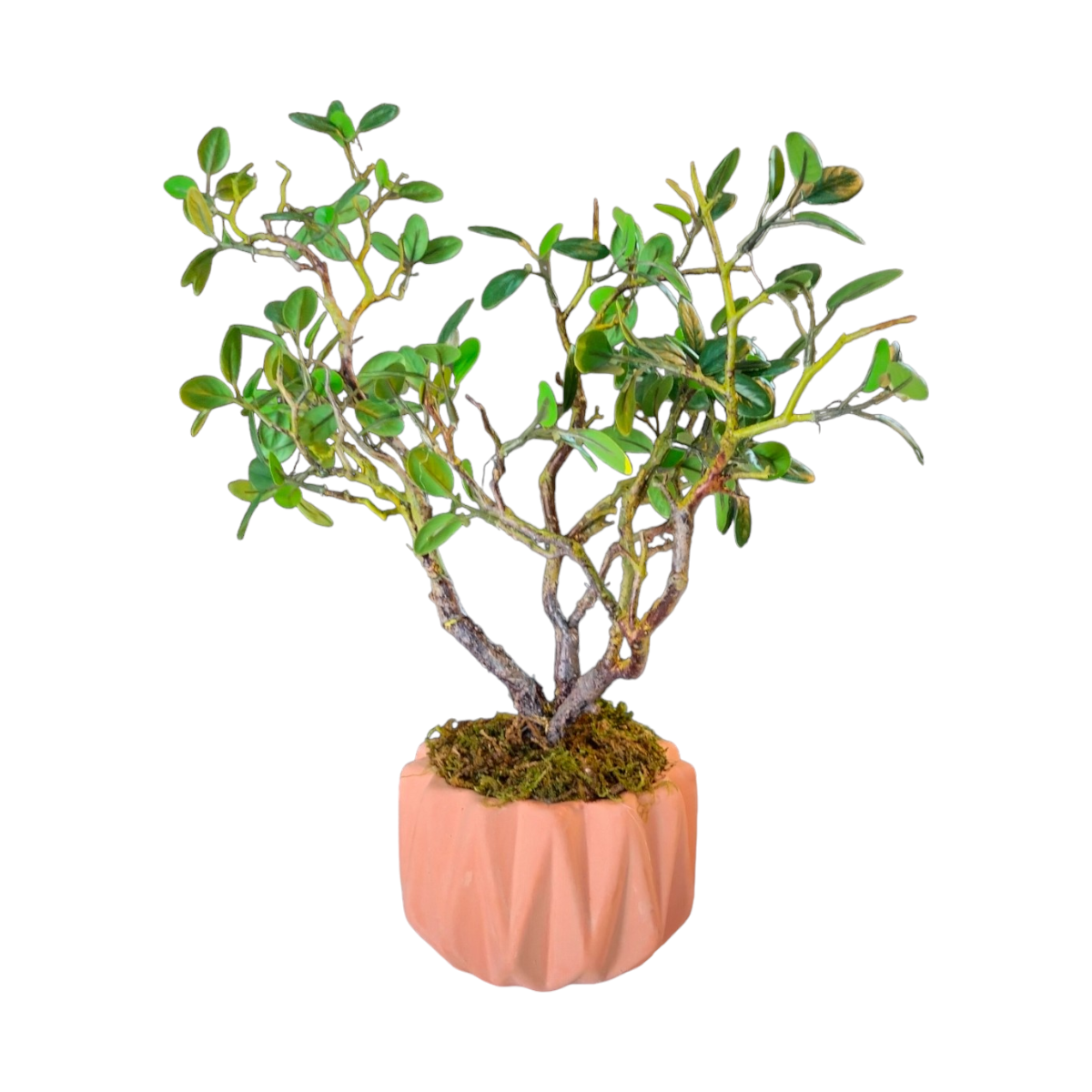 Arreglo Árbol Bonsái Higuera Artificial