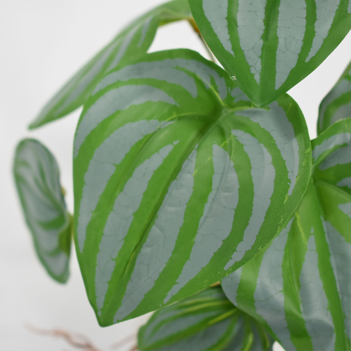 Plantita con Raíz Sapito Artificial AR457