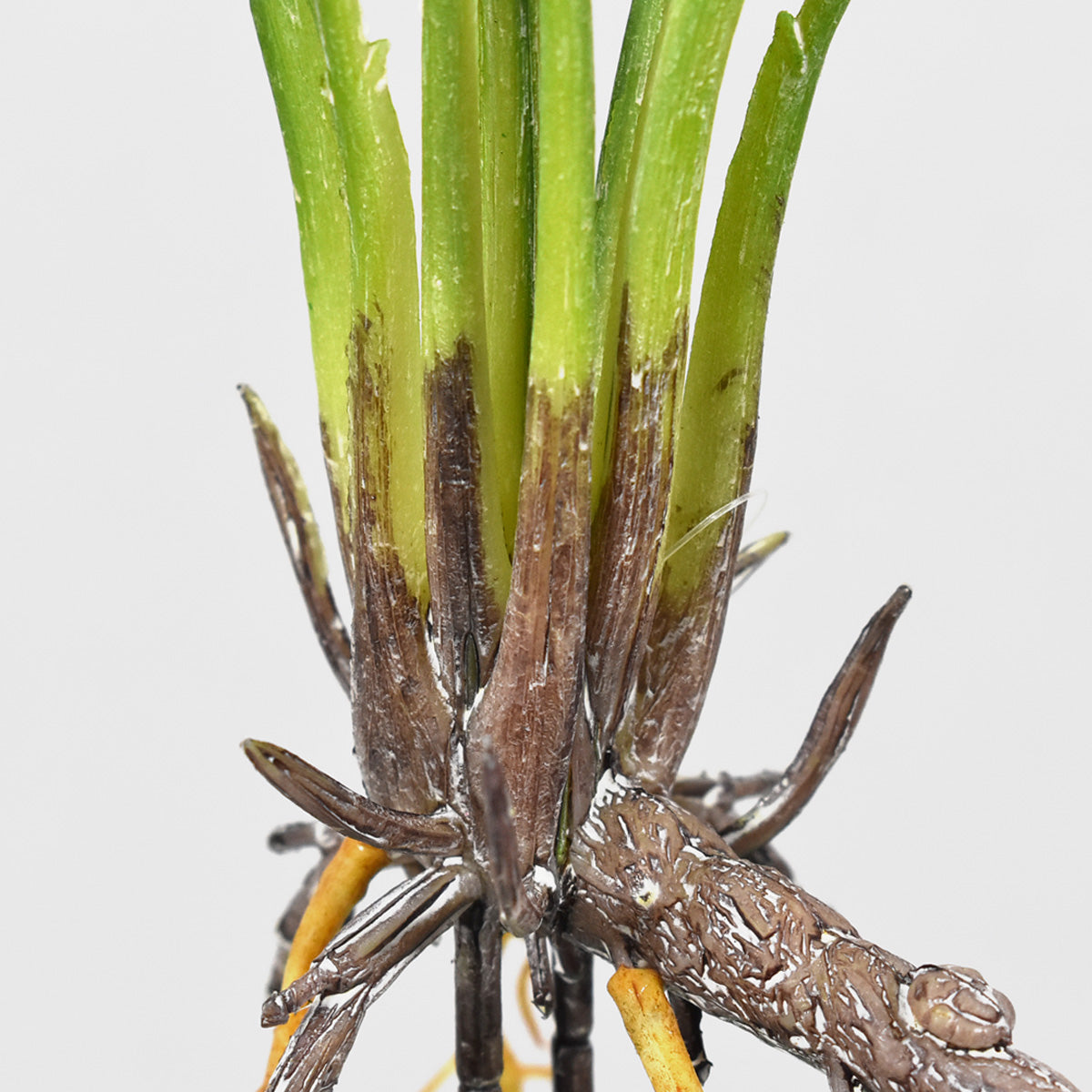 Planta de Garra Artificial JI21041