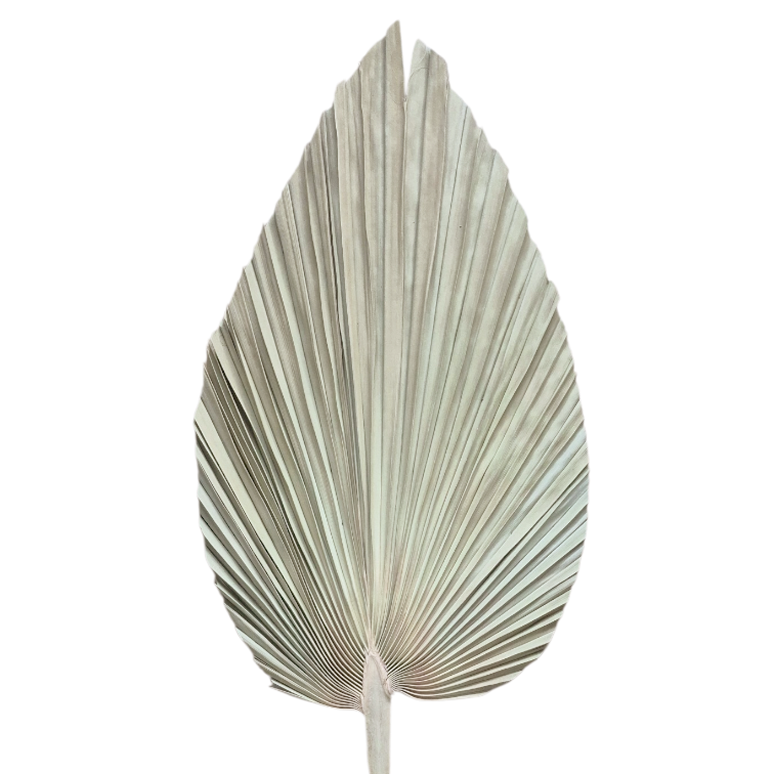 Palma Seca Boho XL Natural 90 cm 320013NAT