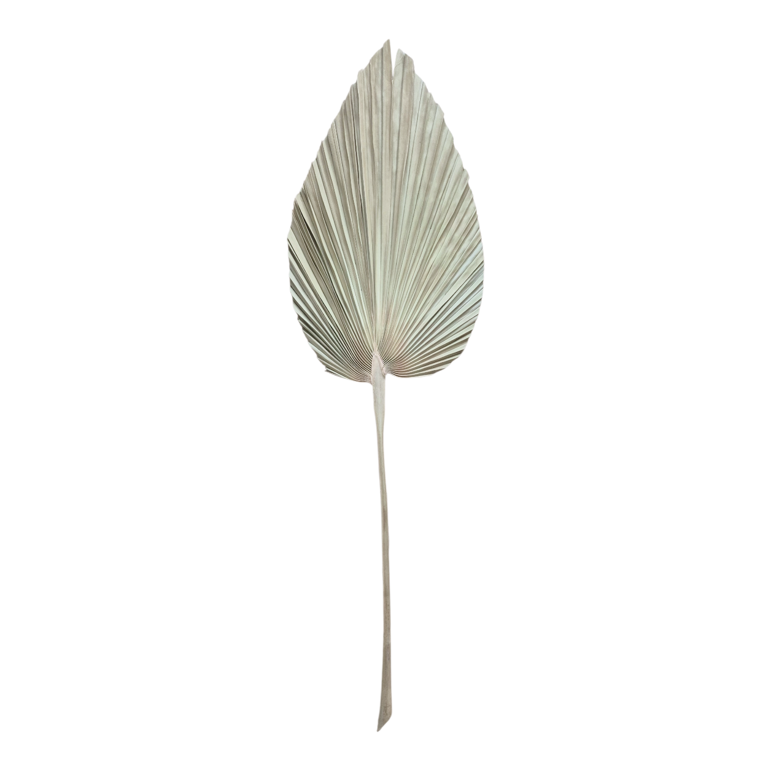Palma Seca Boho XL Natural 90 cm 320013NAT