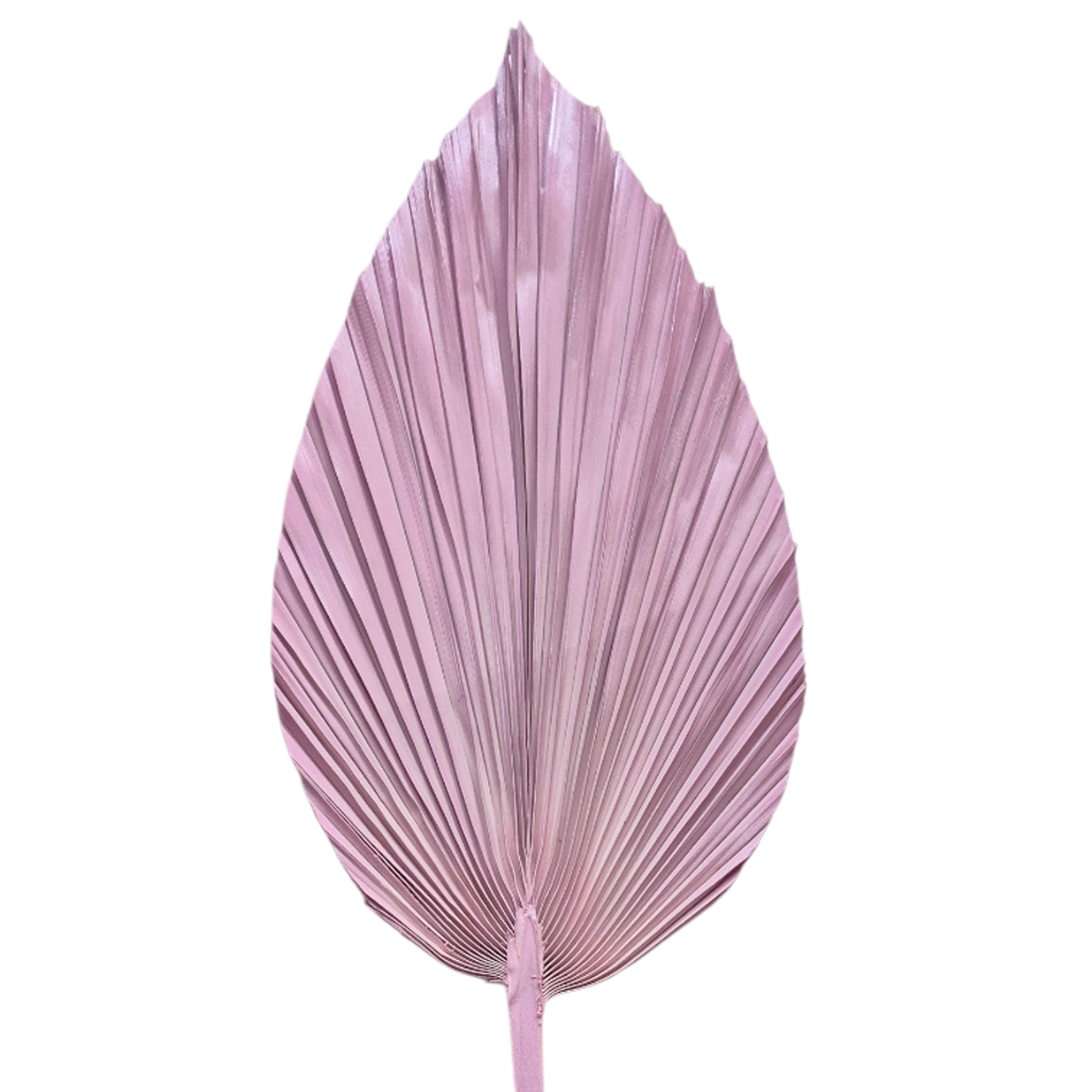 Palma Seca Boho XL Rosa 90 cm 320013RO