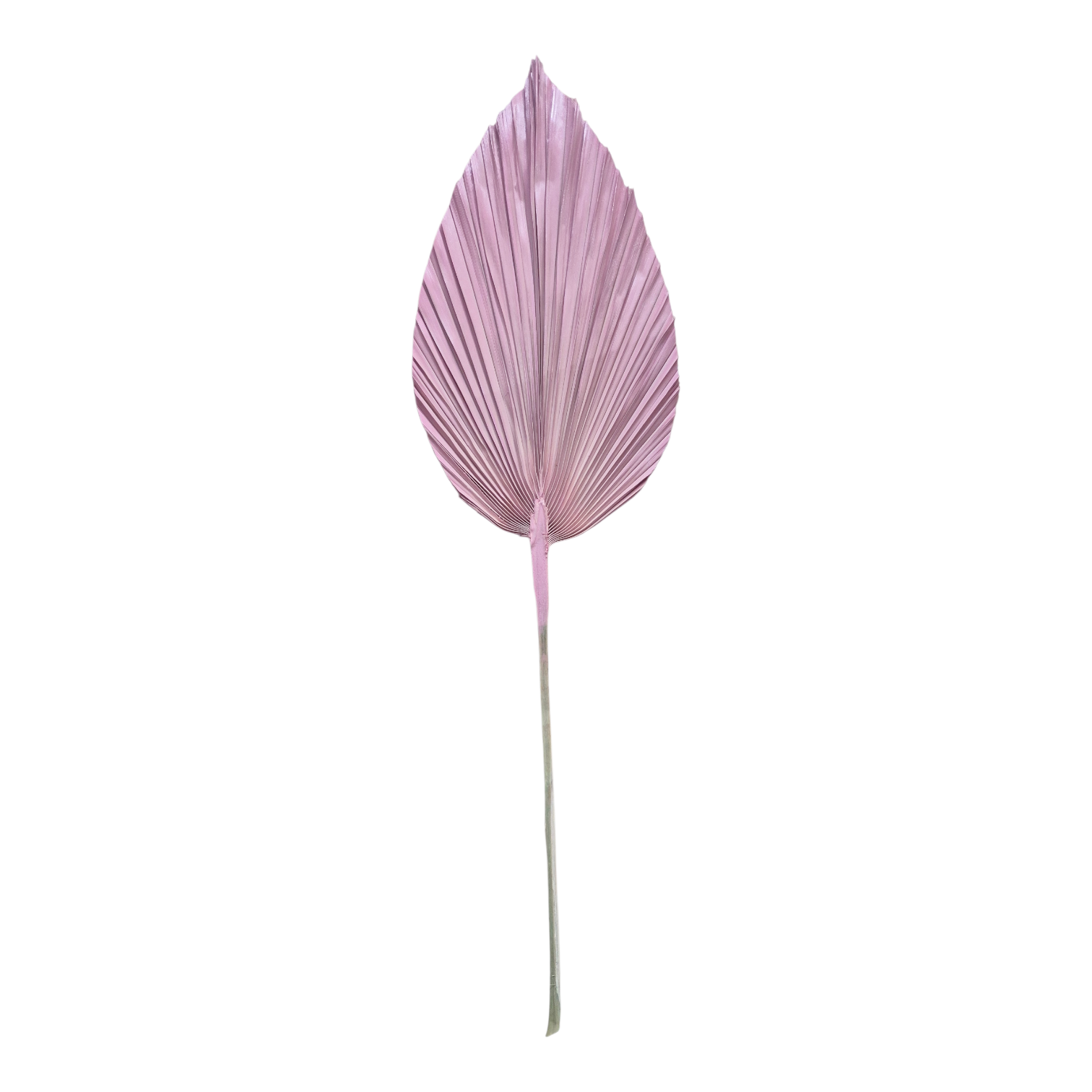 Palma Seca Boho XL Rosa 90 cm 320013RO