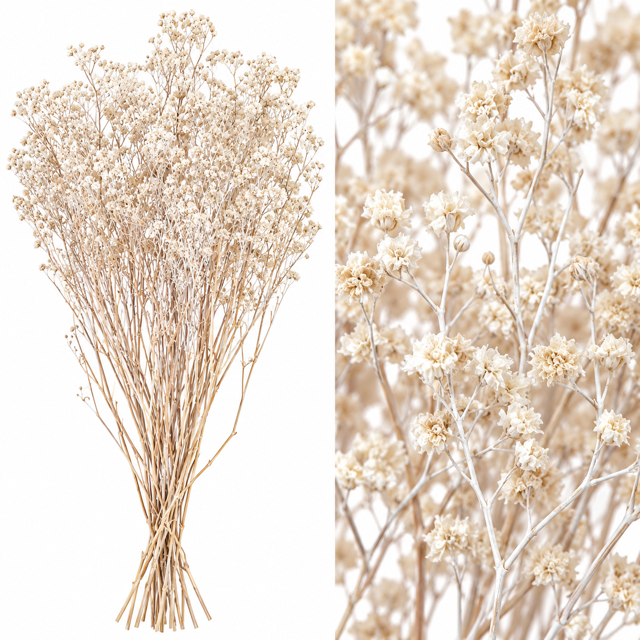 Atado Gypsophila Baby Naturaleza Seca Blanco ER002