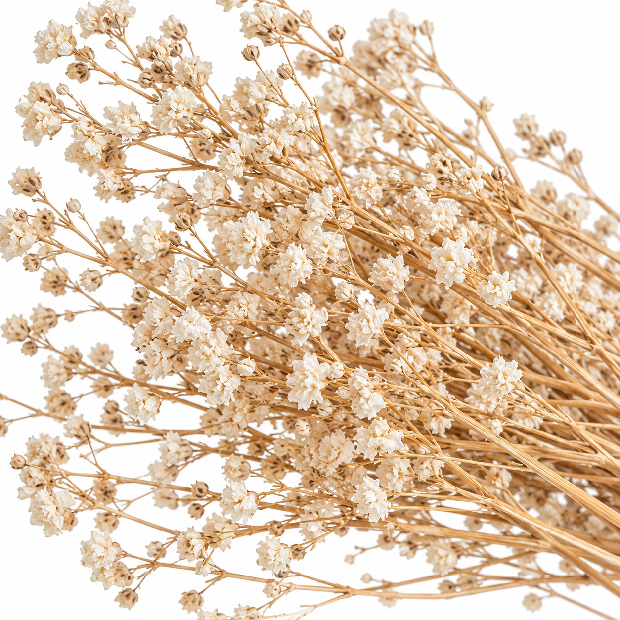 Atado Gypsophila Baby Naturaleza Seca ER002