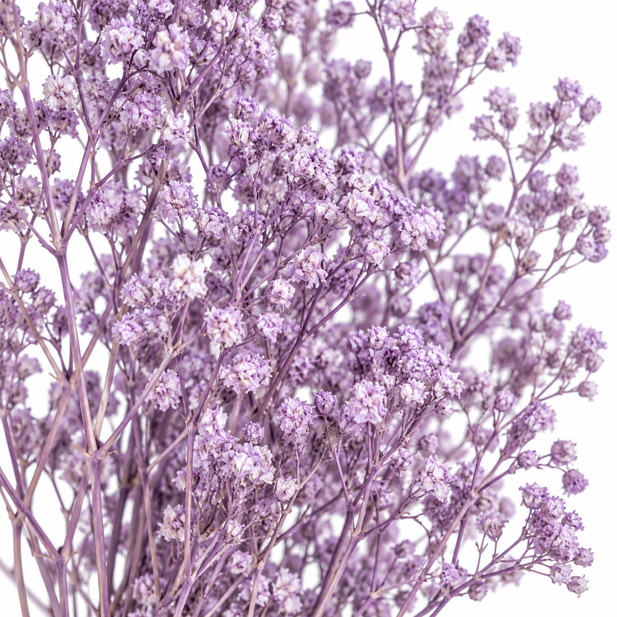 Atado Gypsophila Baby Naturaleza Seca Lila ER002