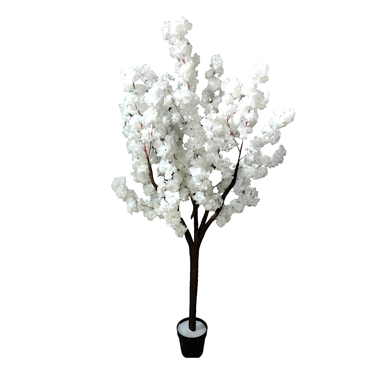 Los cerezos en flor, blanco, árbol de cerezo, flor, fruto, la