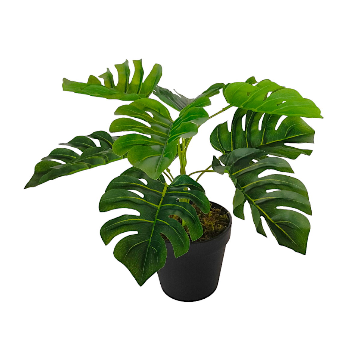 Arreglo Planta Monstera Deliciosa con Maceta (copia)