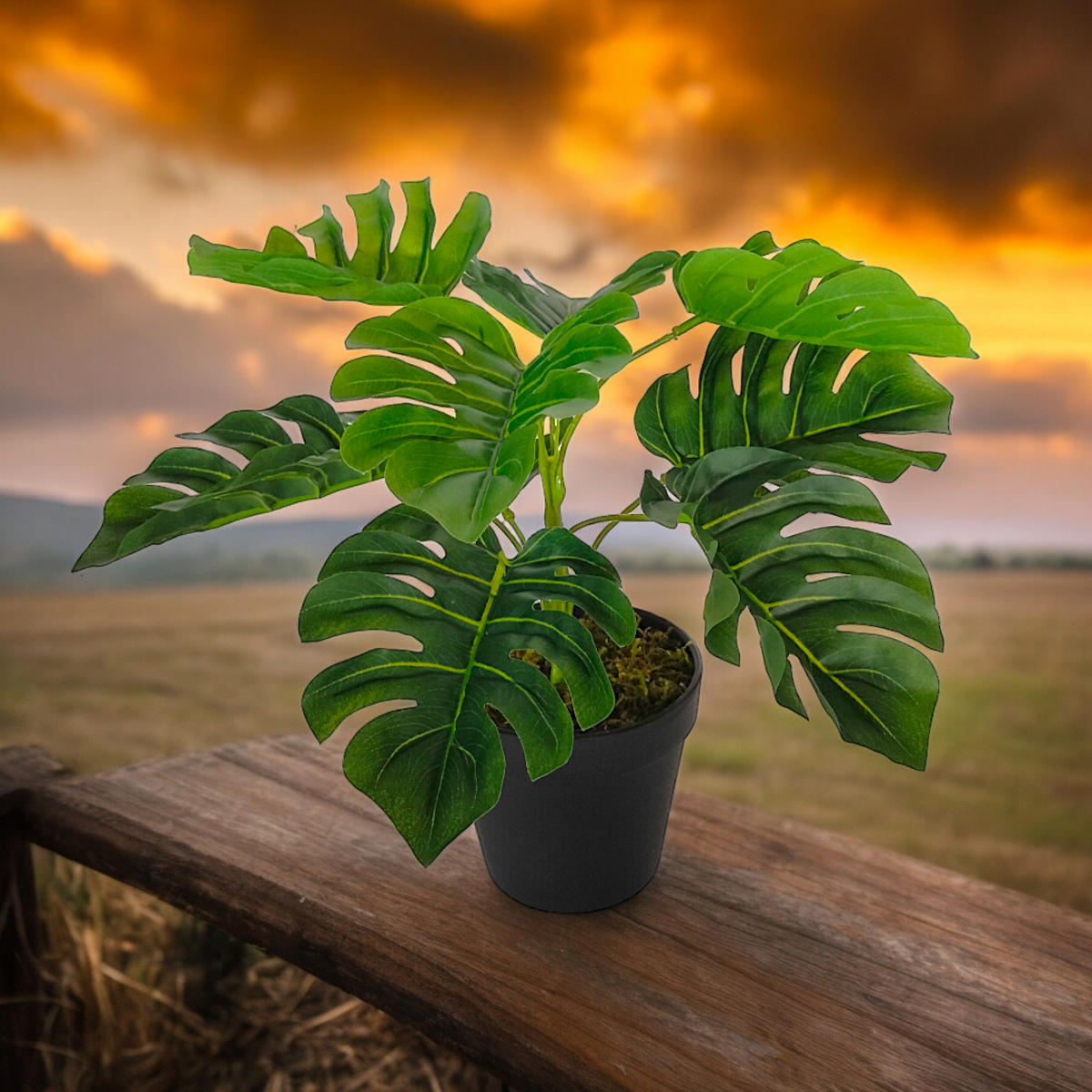 Arreglo Planta Monstera Deliciosa con Maceta (copia)