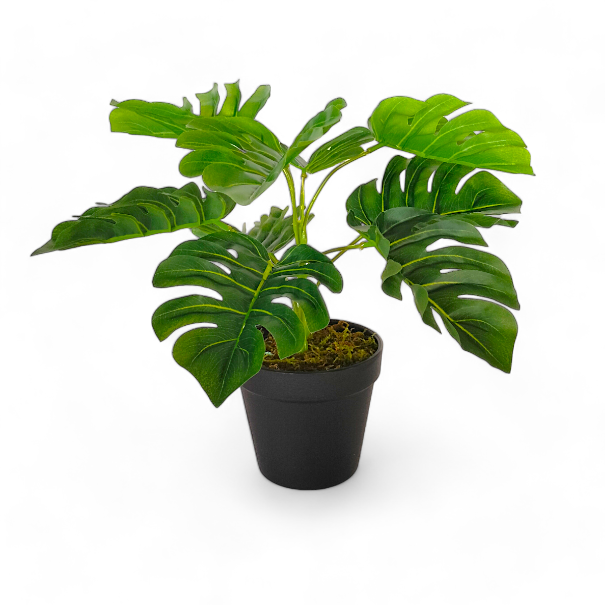 Arreglo Planta Monstera Deliciosa con Maceta (copia)