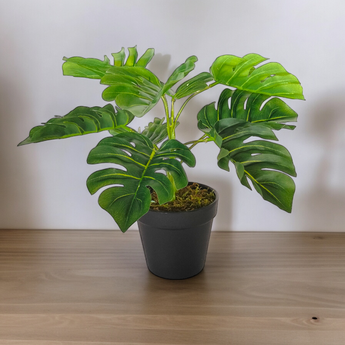 Arreglo Planta Monstera Deliciosa con Maceta (copia)