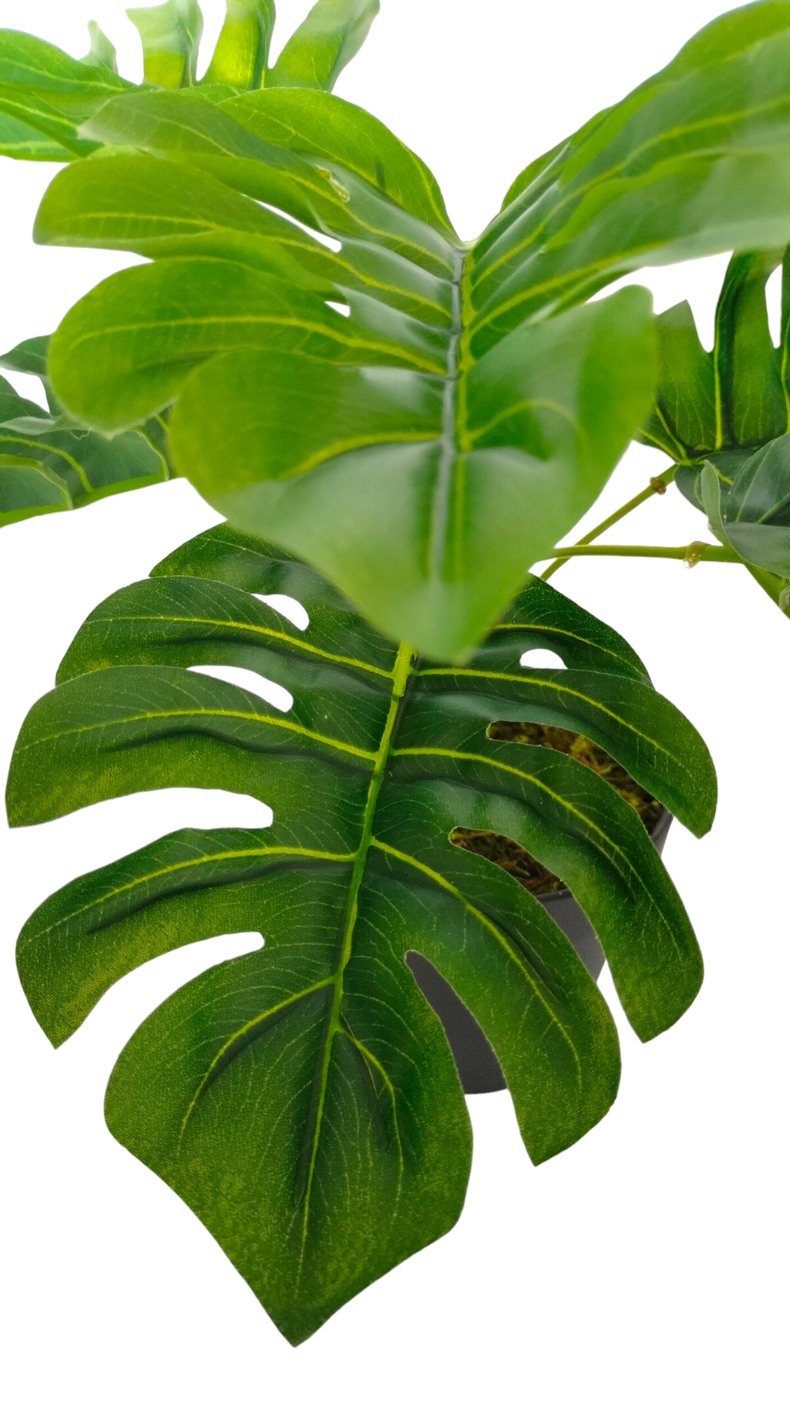 Arreglo Planta Monstera Deliciosa con Maceta (copia)