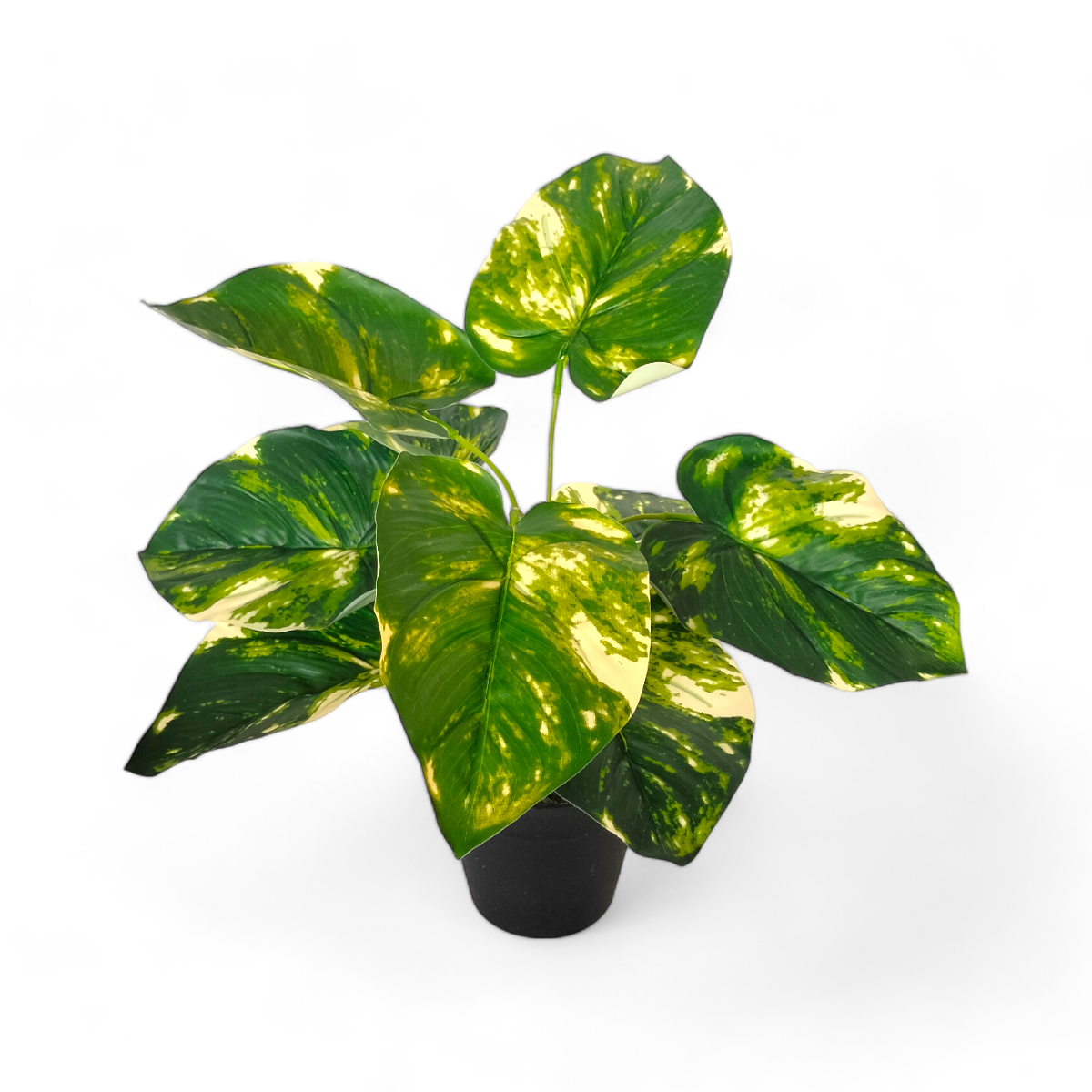 Arreglo Planta Pothos con Maceta