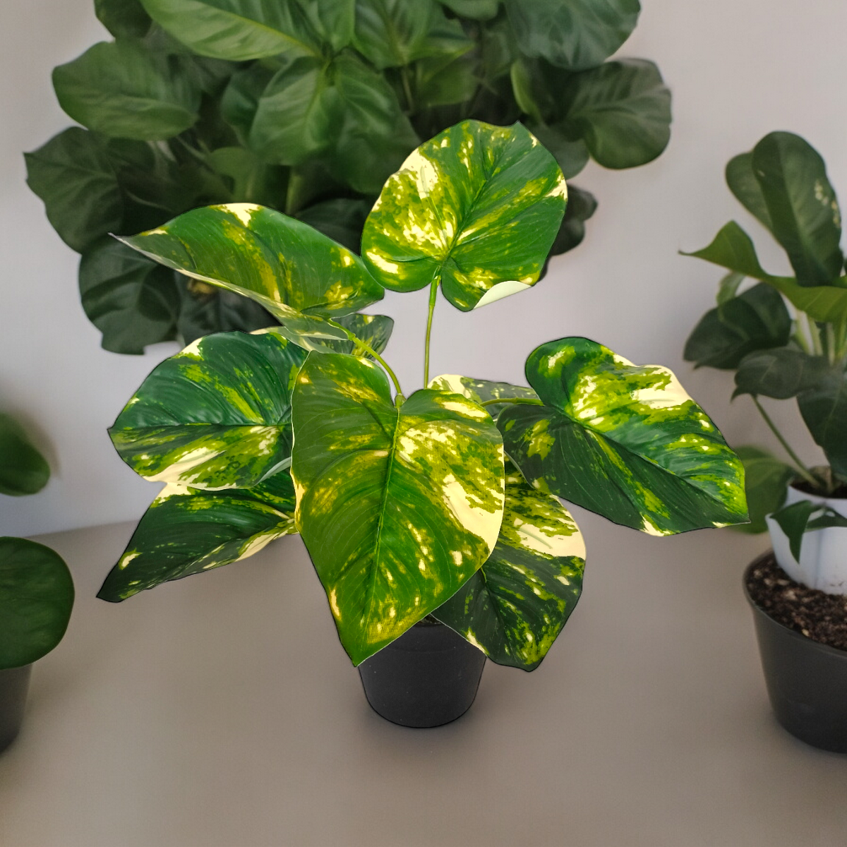 Arreglo Planta Pothos con Maceta