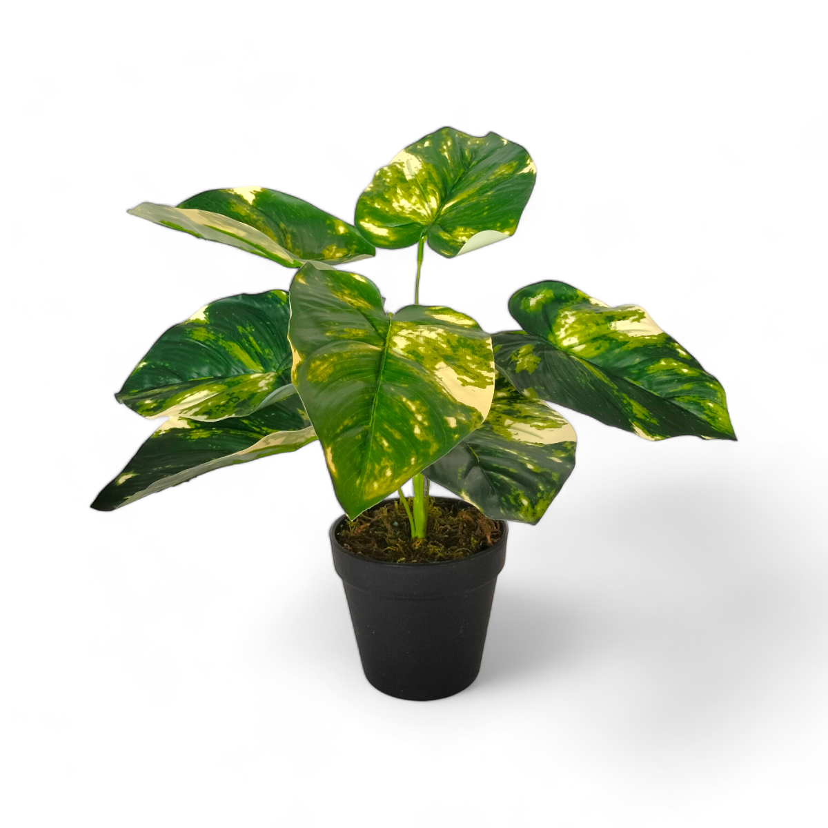 Arreglo Planta Pothos con Maceta