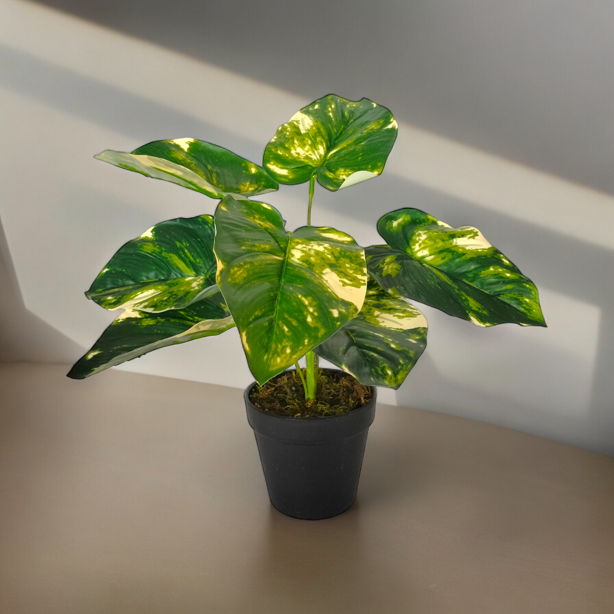 Arreglo Planta Pothos con Maceta