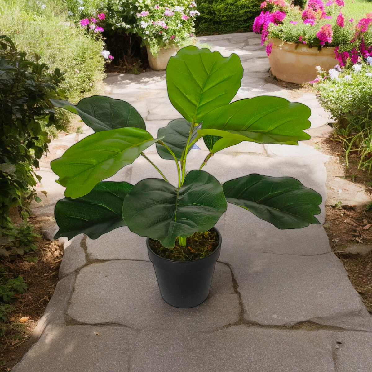 Arreglo Planta Ficus Umbellata con Maceta