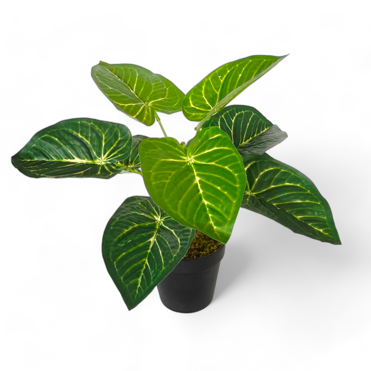 Arreglo Planta Anthurium con Maceta