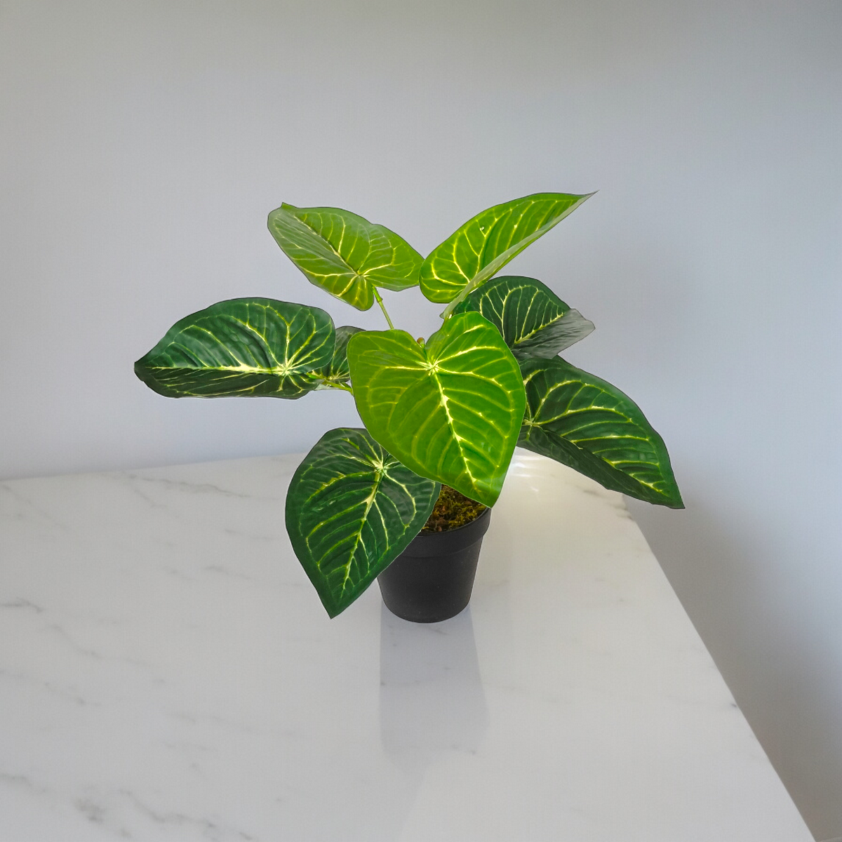 Arreglo Planta Anthurium con Maceta