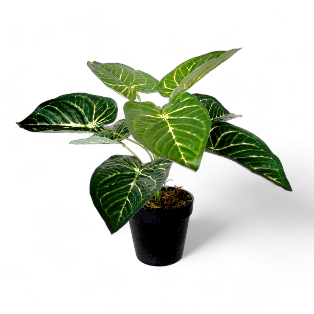 Arreglo Planta Anthurium con Maceta