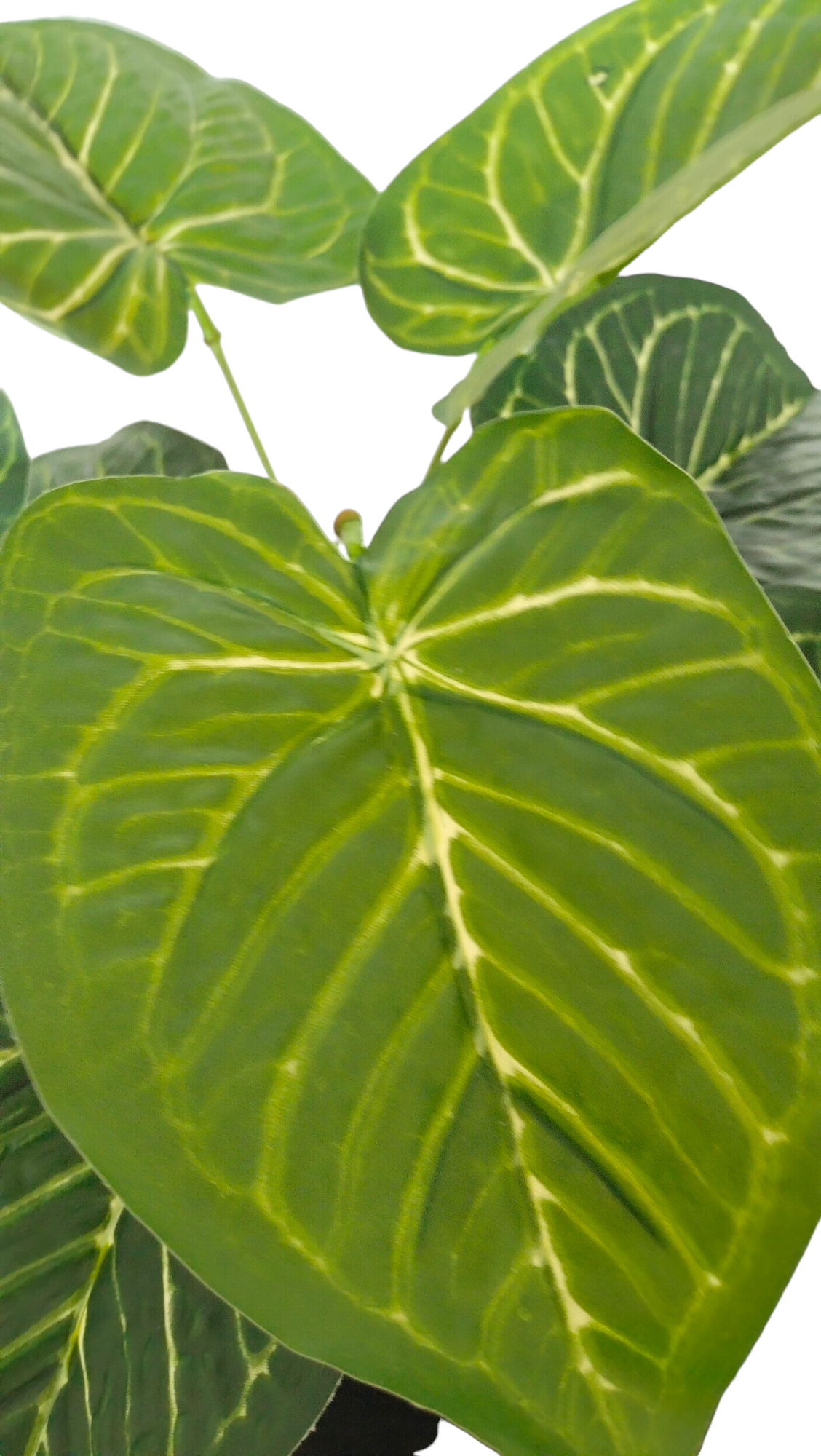 Arreglo Planta Anthurium con Maceta