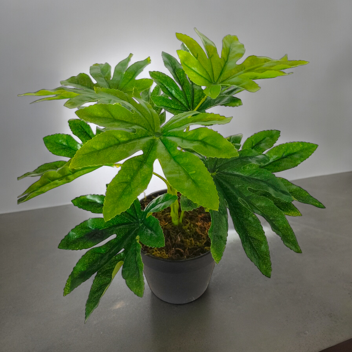 Arreglo Planta Aralia con Maceta