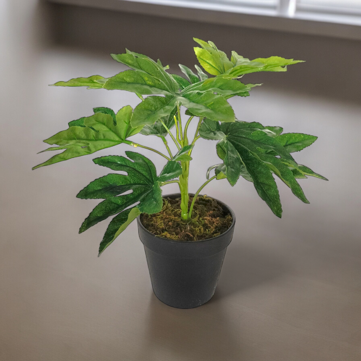 Arreglo Planta Aralia con Maceta