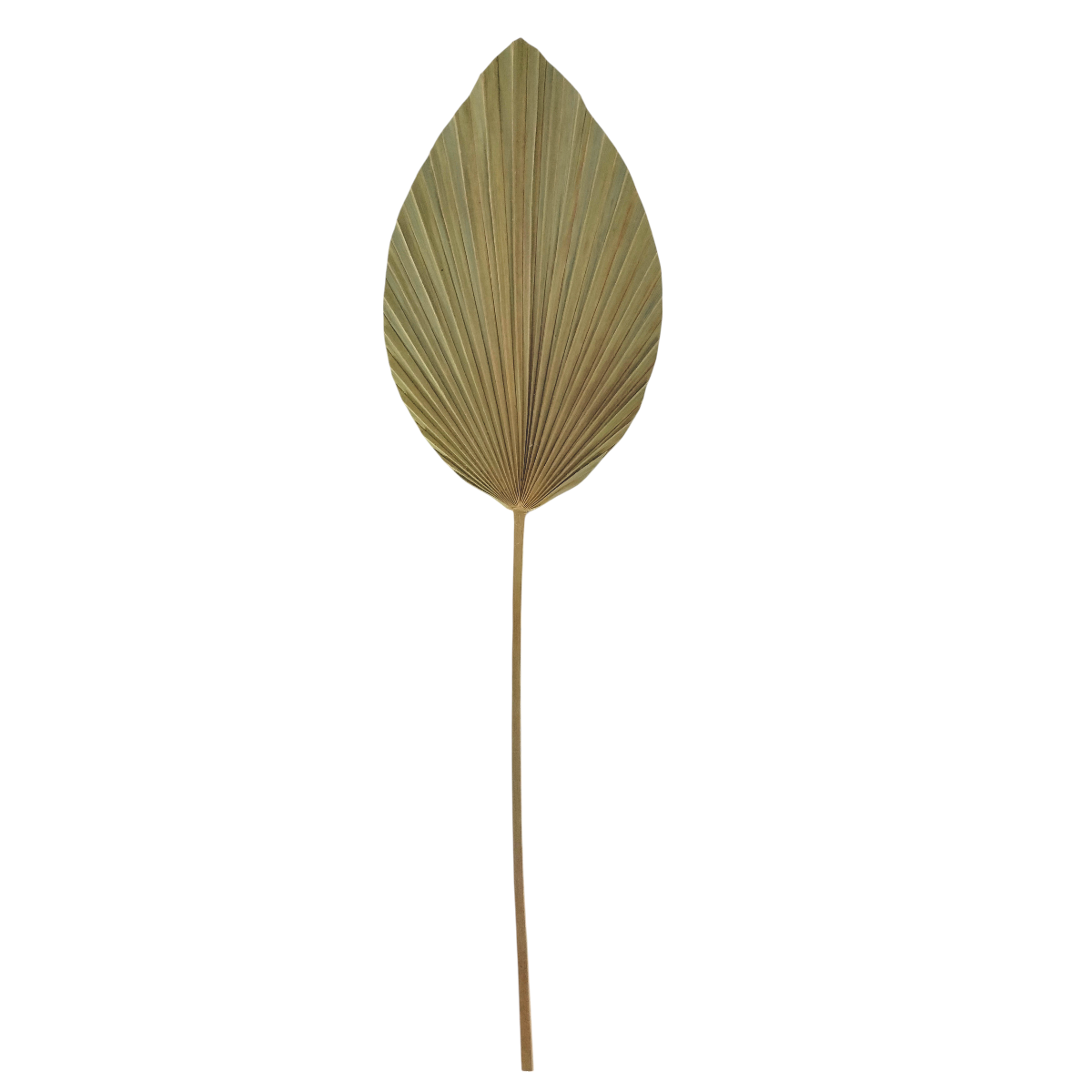 Palmas Abanico en Flecha Natural Pack 4 pz 320011