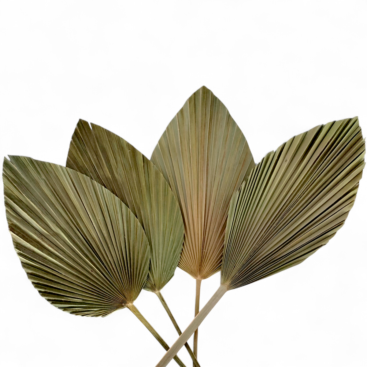 Palmas Abanico en Flecha Natural Pack 4 pz 320011