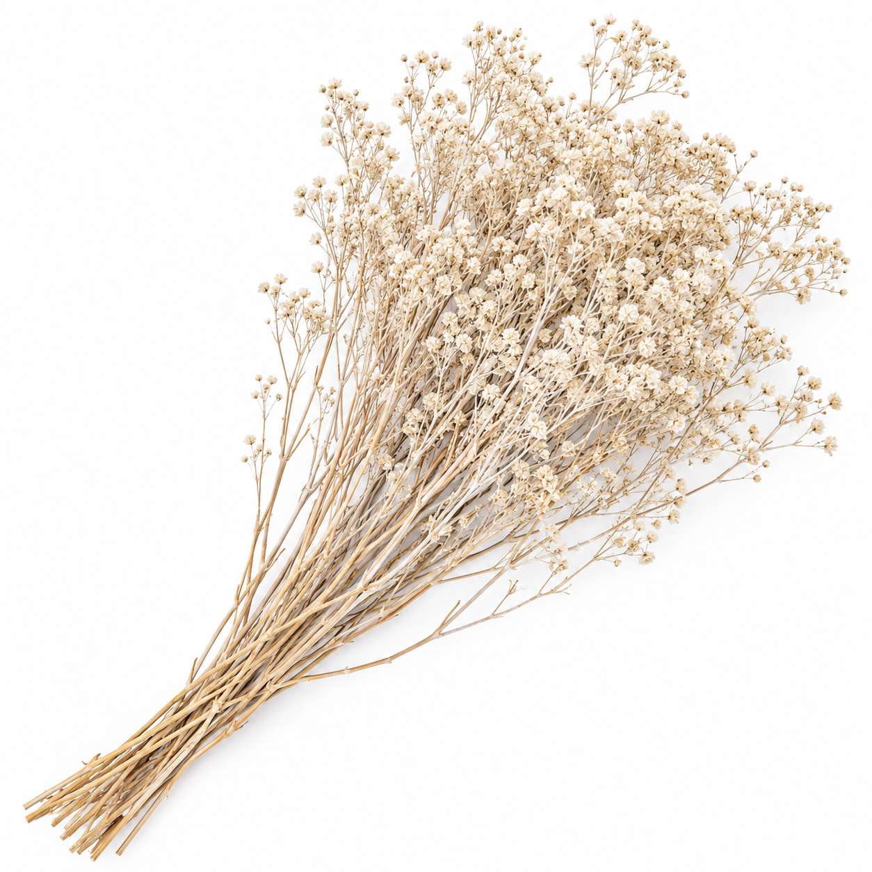 Atado Gypsophila Baby Naturaleza Seca Blanco ER002