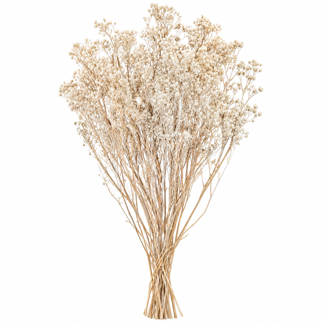 Atado Gypsophila Baby Naturaleza Seca Blanco ER002
