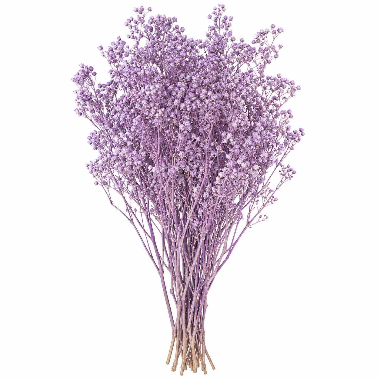 Atado Gypsophila Baby Naturaleza Seca Lila ER002