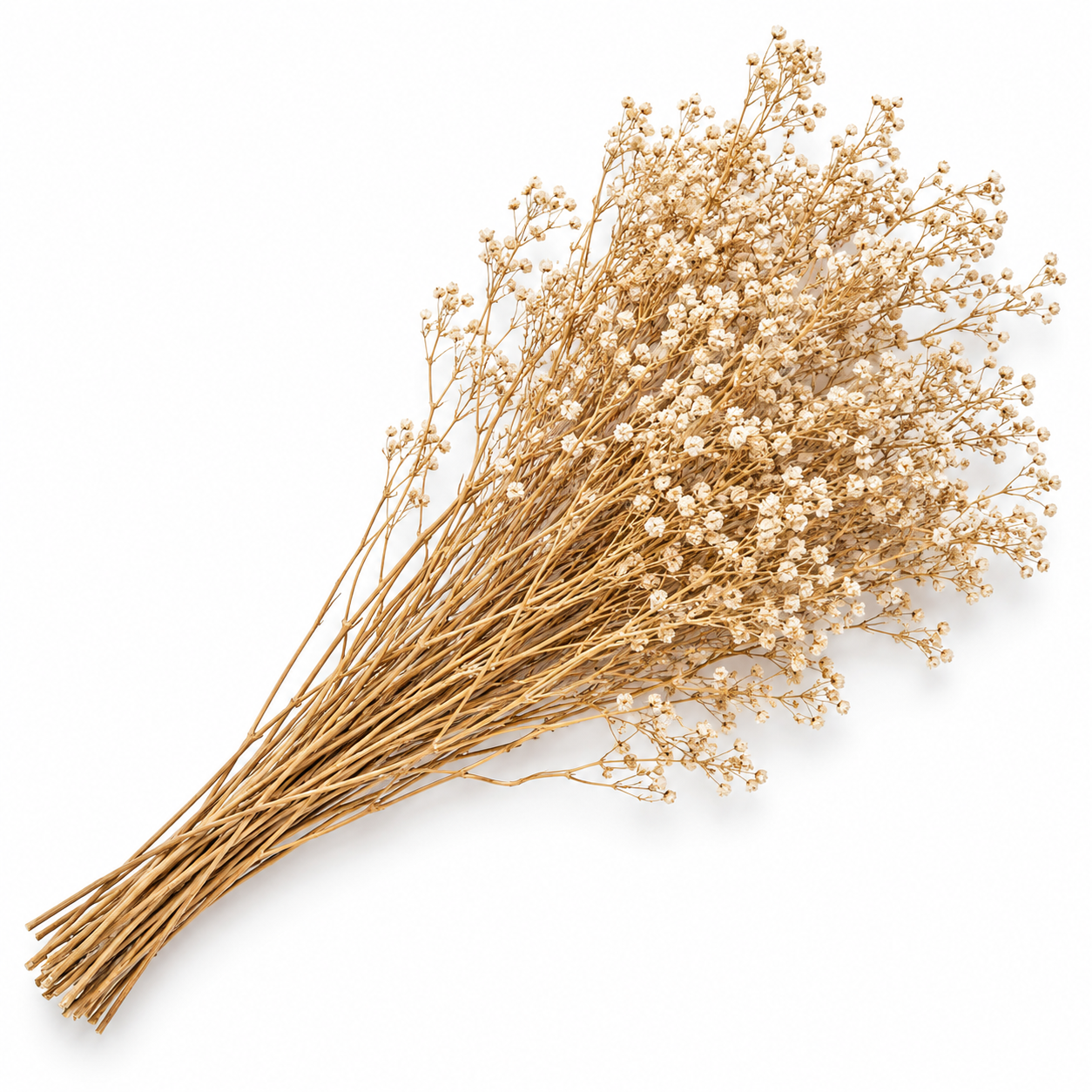 Atado Gypsophila Baby Naturaleza Seca ER002
