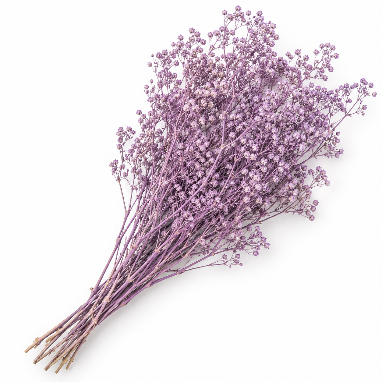 Atado Gypsophila Baby Naturaleza Seca Lila ER002