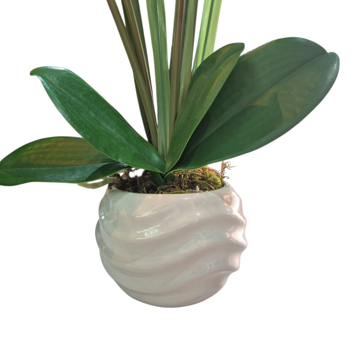 Arreglo Floral de Orquídeas Artificiales Satinadas Blanco/Lila Maceta Blanco