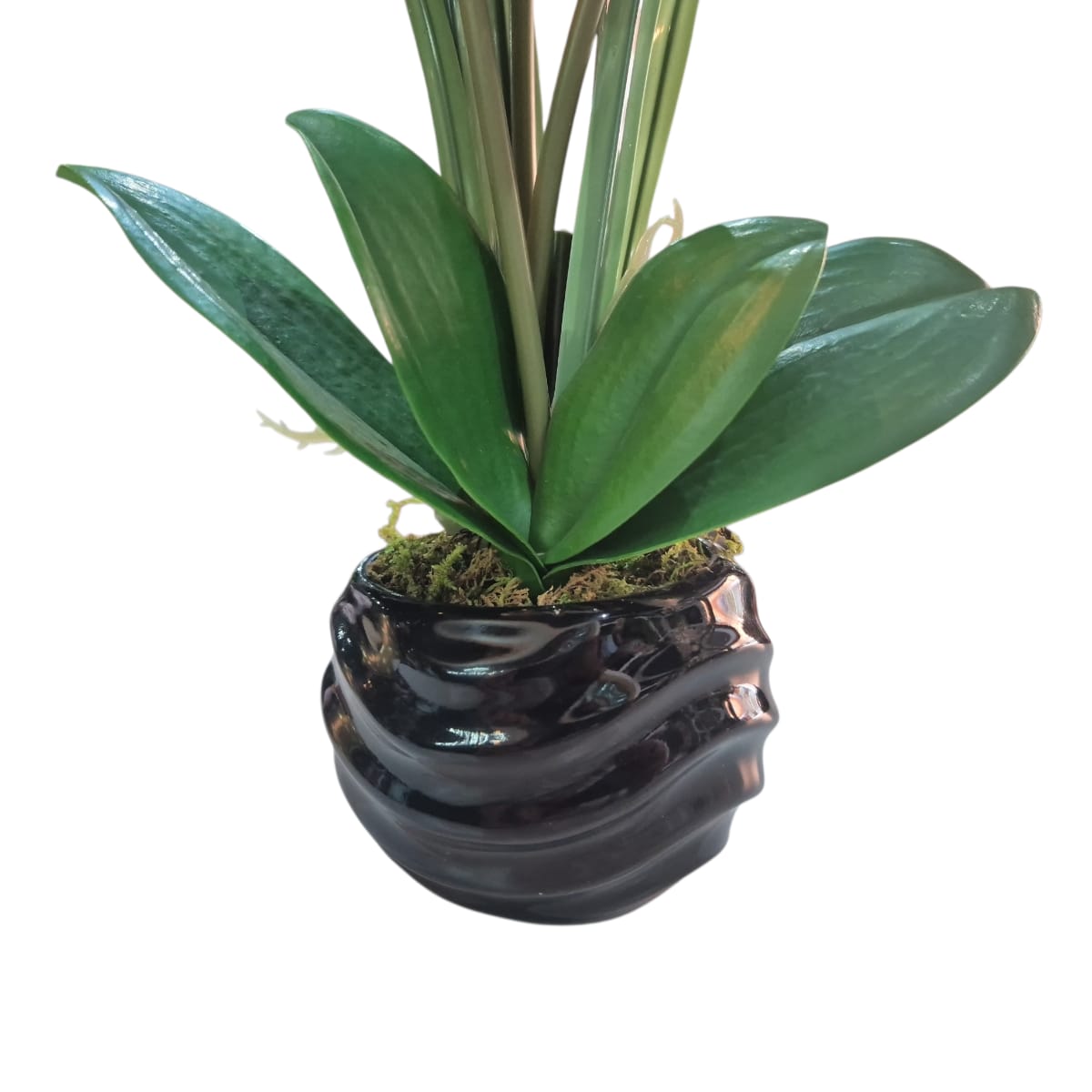 Arreglo Floral de Orquídeas Artificiales Satinadas Blanco/Lila Maceta Negro