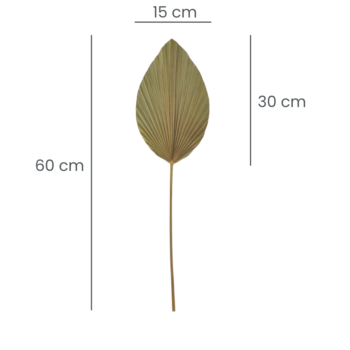 Palmas Abanico en Flecha Natural Pack 4 pz 320011