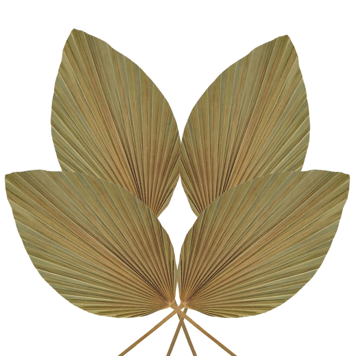 Palmas Abanico en Flecha Natural Pack 4 pz 320011
