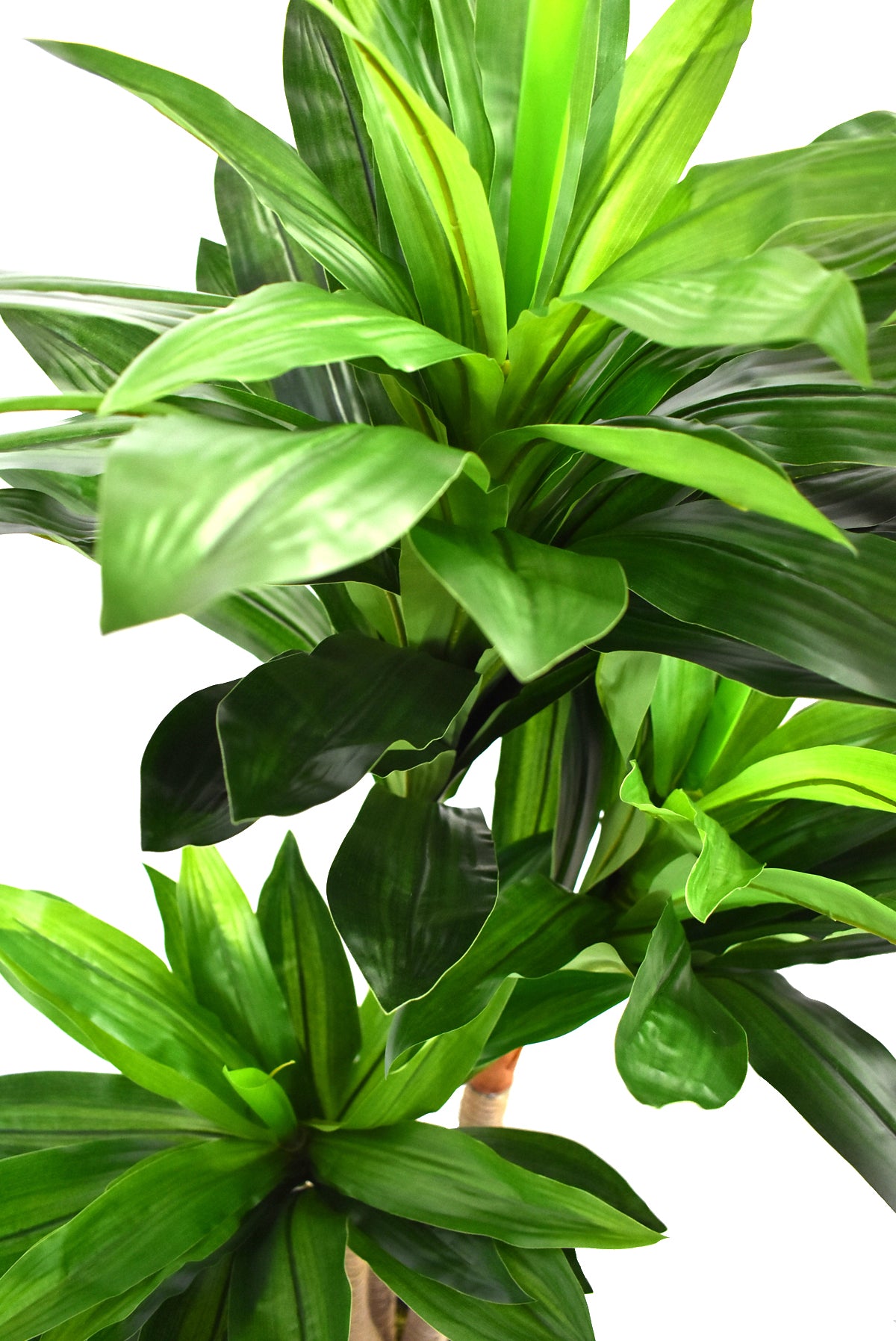 Planta Palo De Brasil Artificial con Maceta FC071