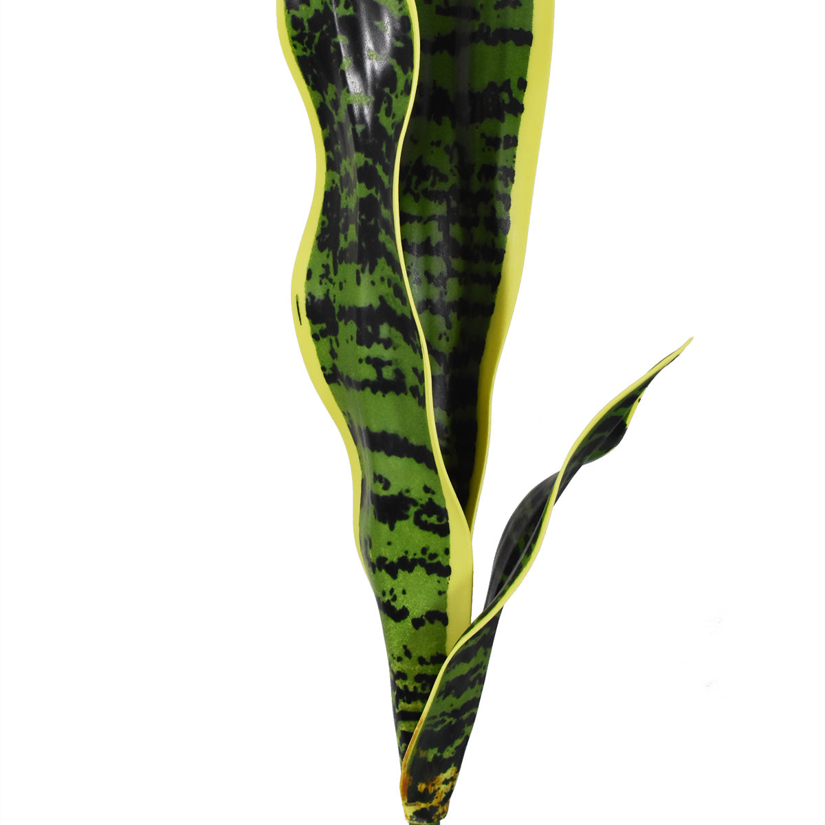 Planta Espada Tigre, Lengua de Suegra Artificial